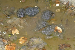 Trockenliegender-Froschlaich